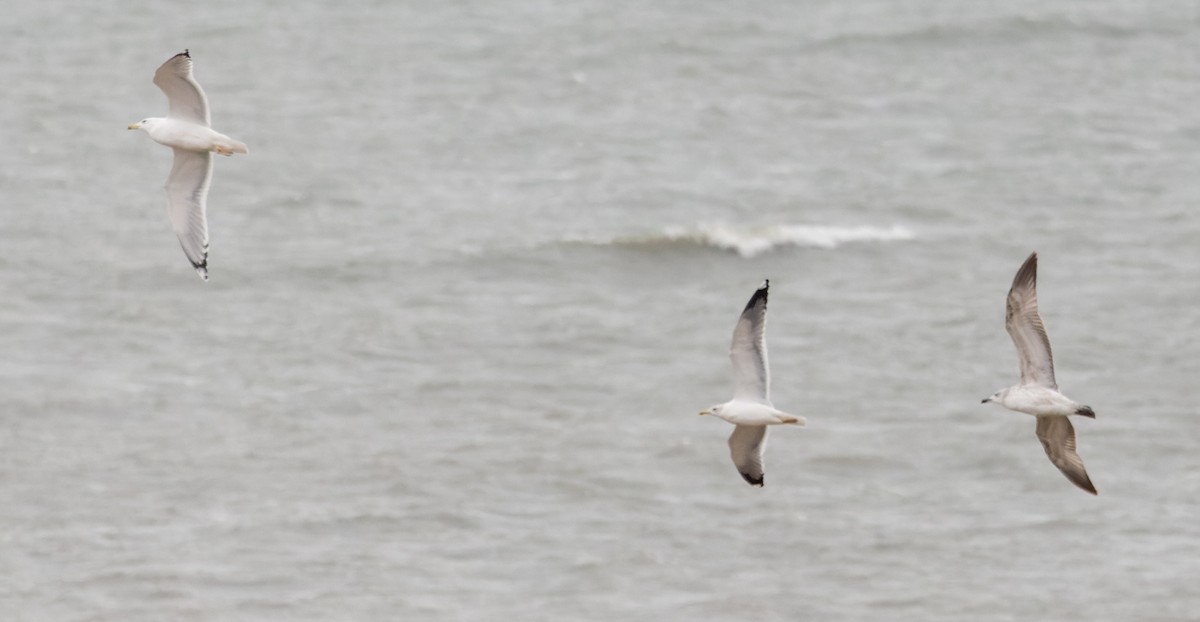 Caspian Gull - ML627293991
