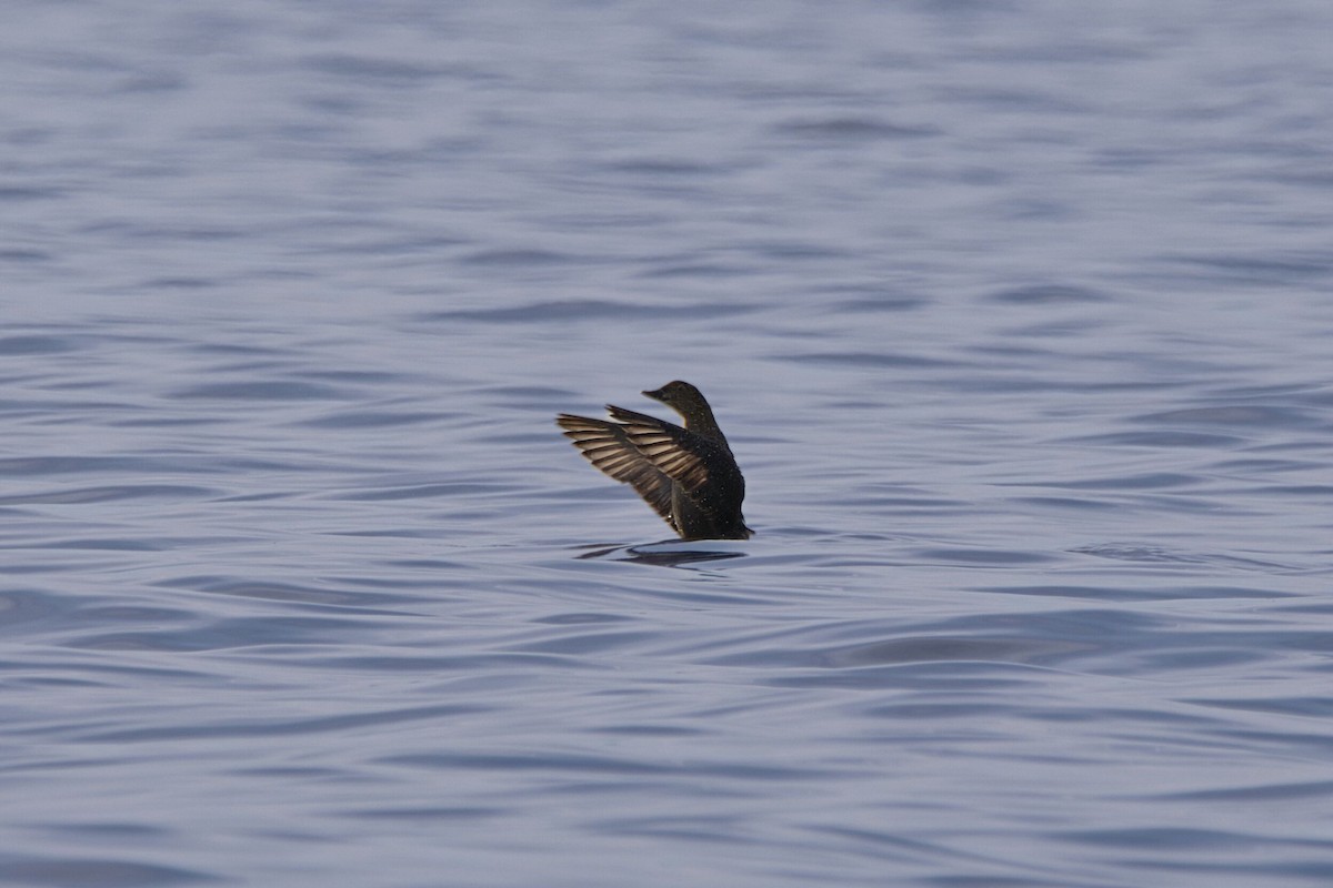 King Eider - ML627293992