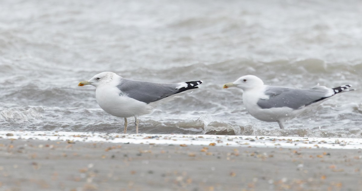 Caspian Gull - Ian Davies