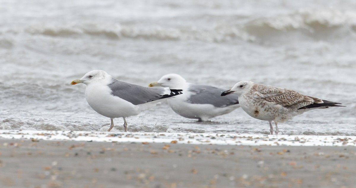 Caspian Gull - ML627294040