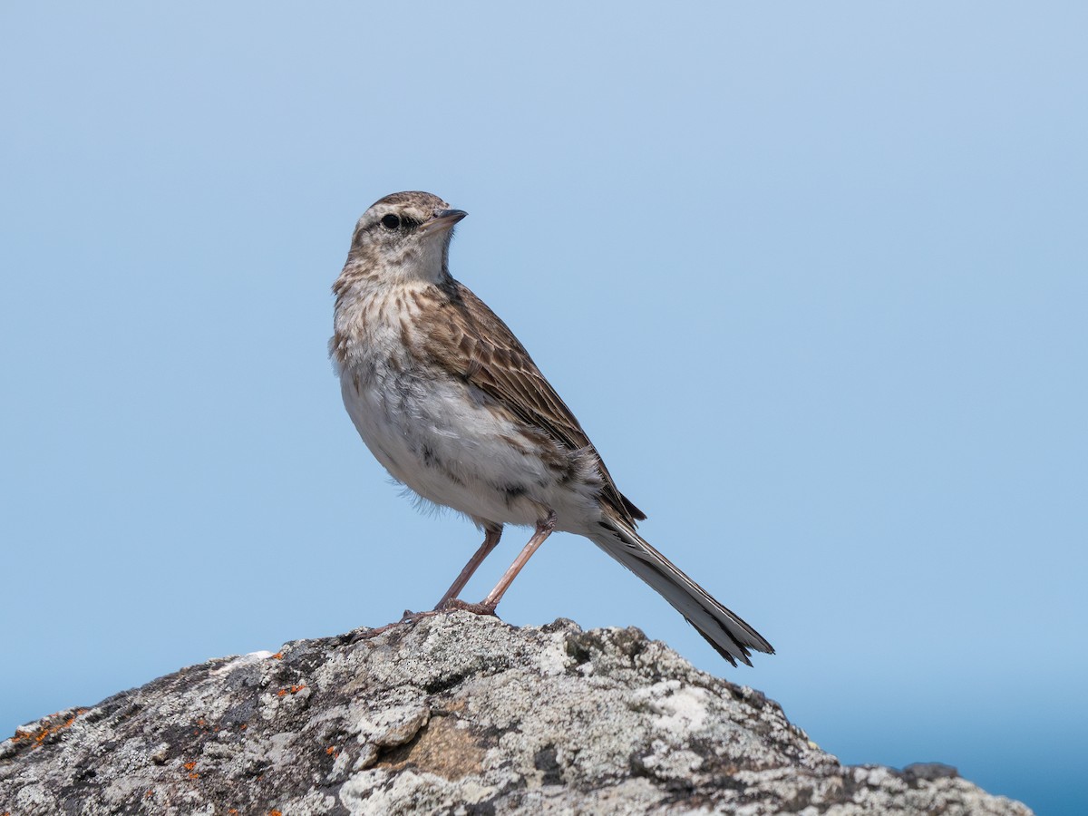 New Zealand Pipit - ML627294054