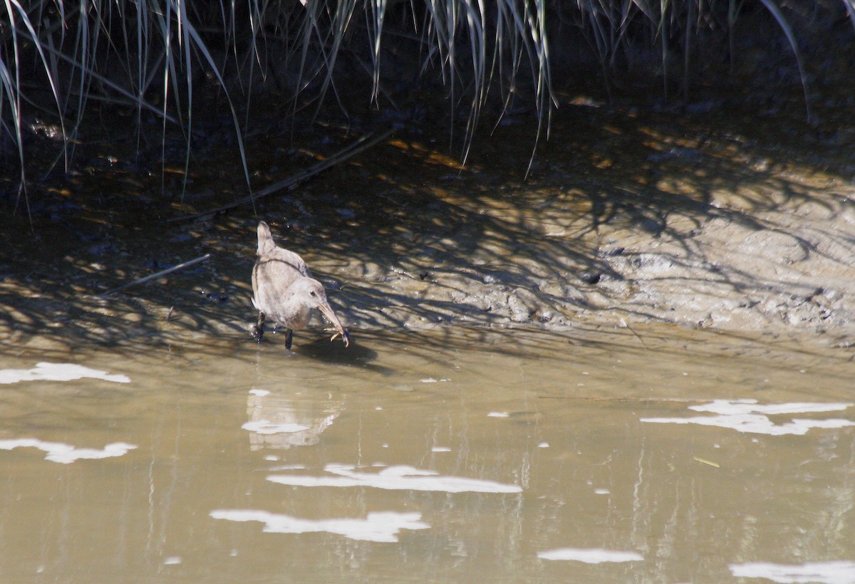 Clapper Rail - ML627294066