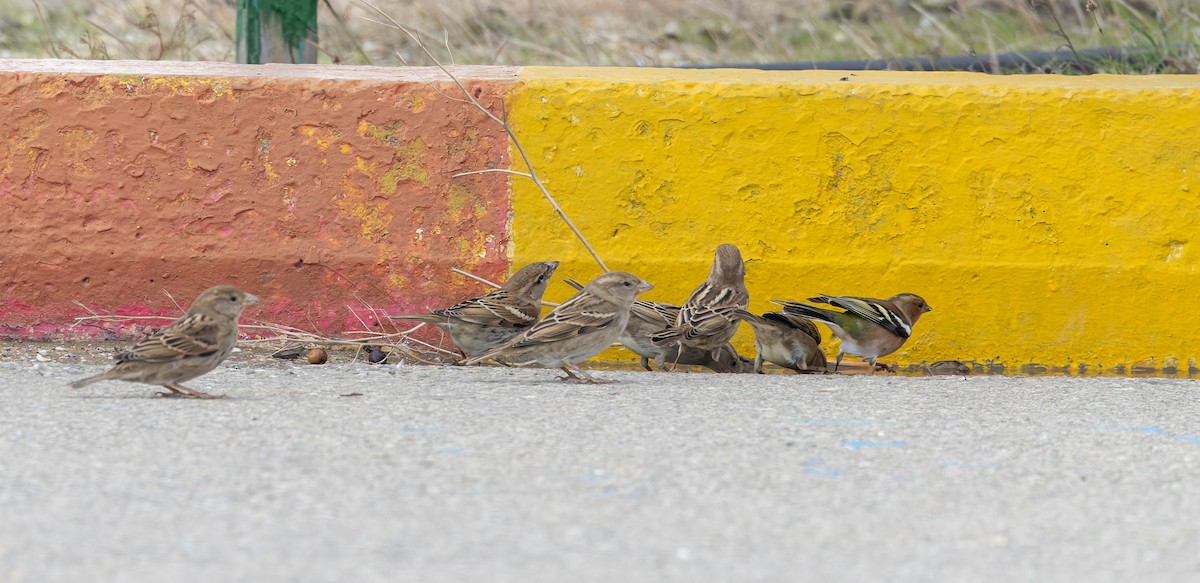Spanish Sparrow - ML627294072
