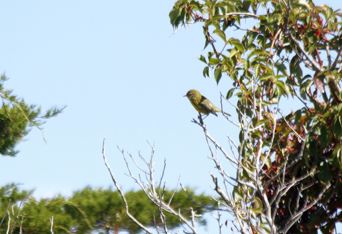 Prairie Warbler - ML627294074