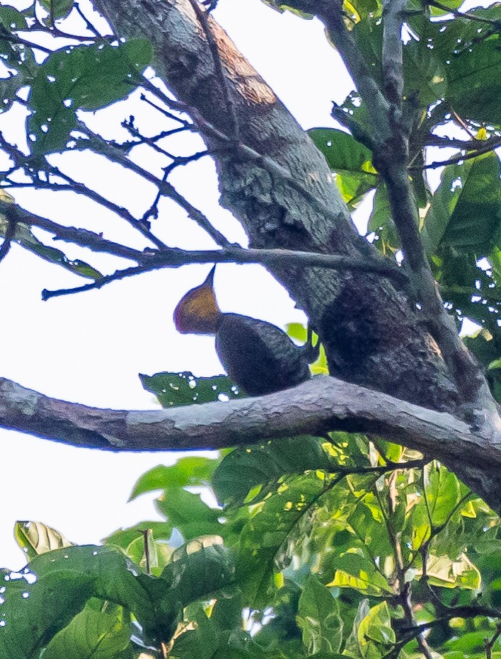 Yellow-throated Woodpecker - ML627294078