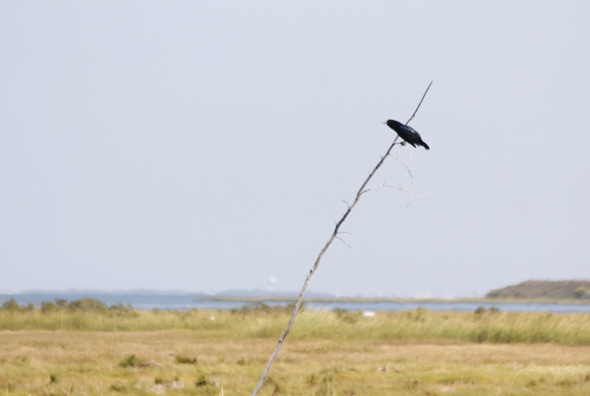 Boat-tailed Grackle - ML627294115