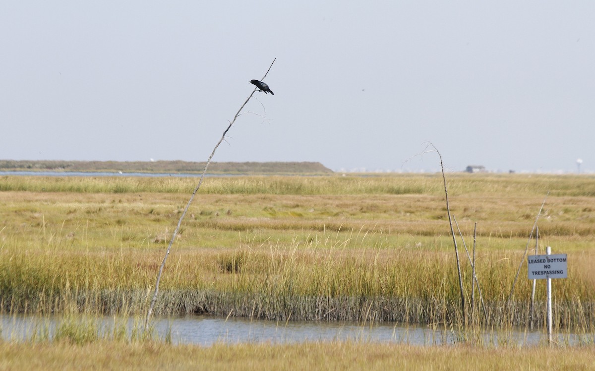 Boat-tailed Grackle - ML627294116