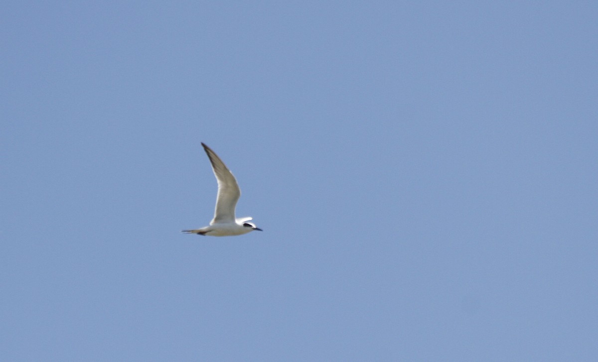 Forster's Tern - ML627294125