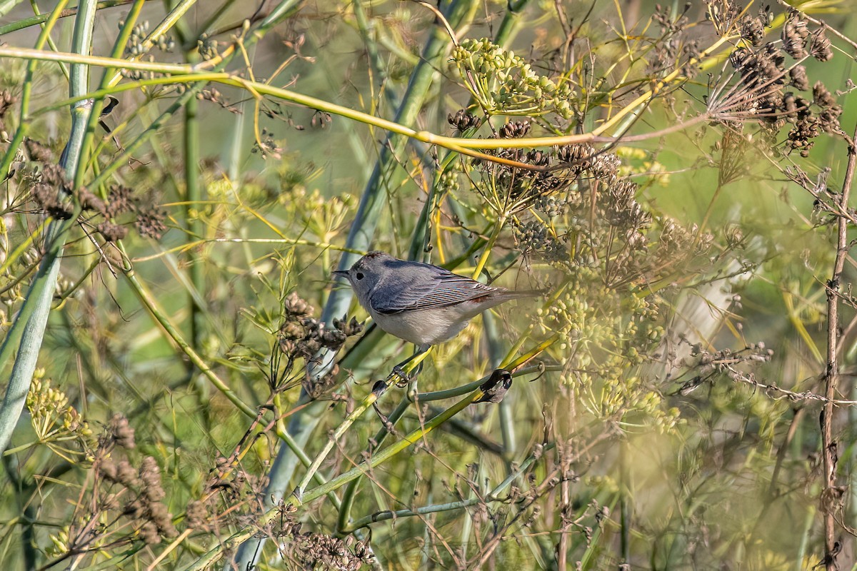 Rotbürzel-Waldsänger - ML627294261