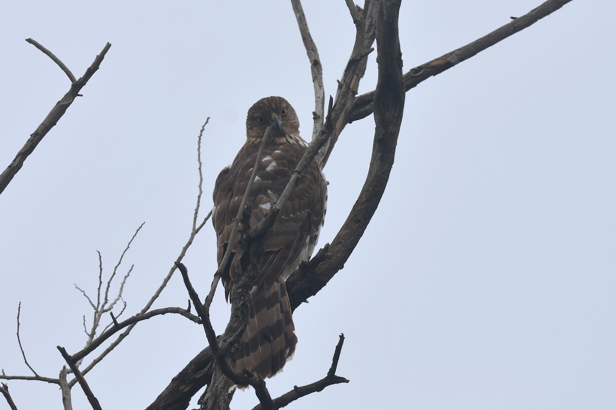 Cooper's Hawk - ML627294291