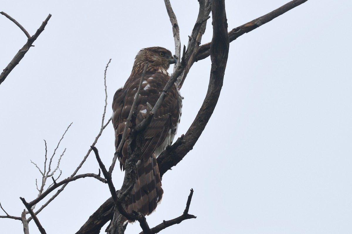 Cooper's Hawk - ML627294292