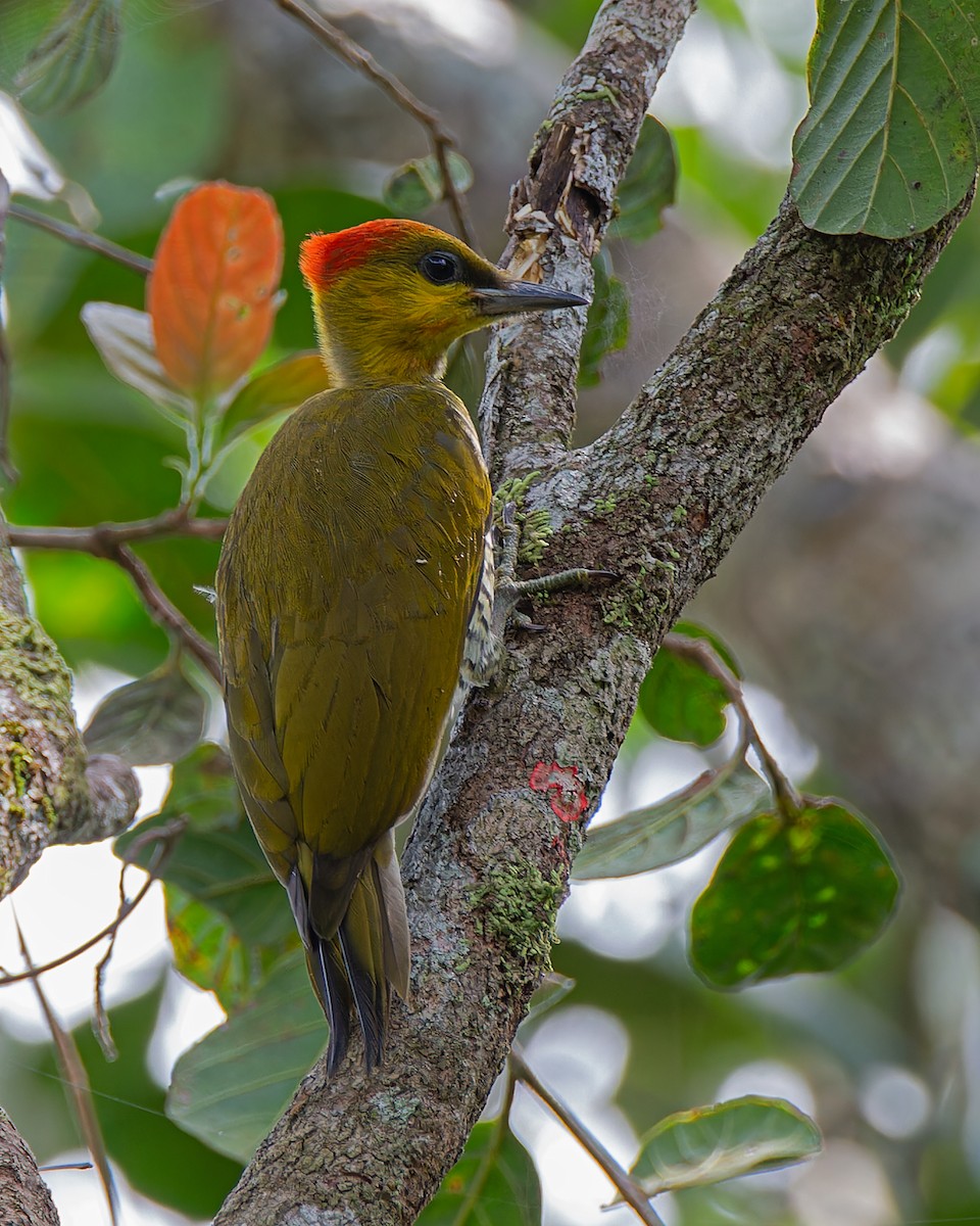 Yellow-throated Woodpecker - ML627294309