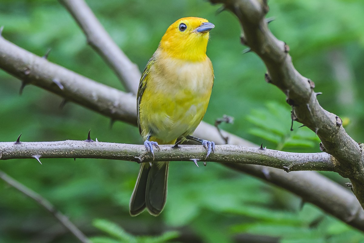 Orange-headed Tanager - ML627294310