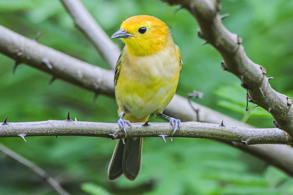 Orange-headed Tanager - ML627294312