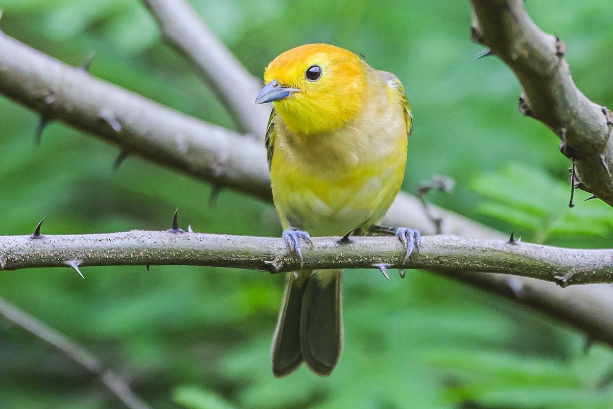 Orange-headed Tanager - ML627294316