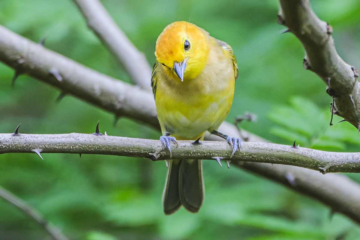 Orange-headed Tanager - ML627294319