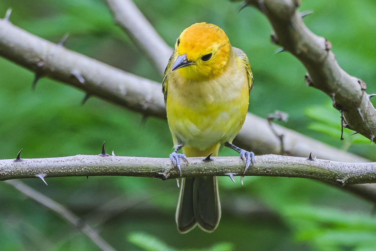 Orange-headed Tanager - ML627294321