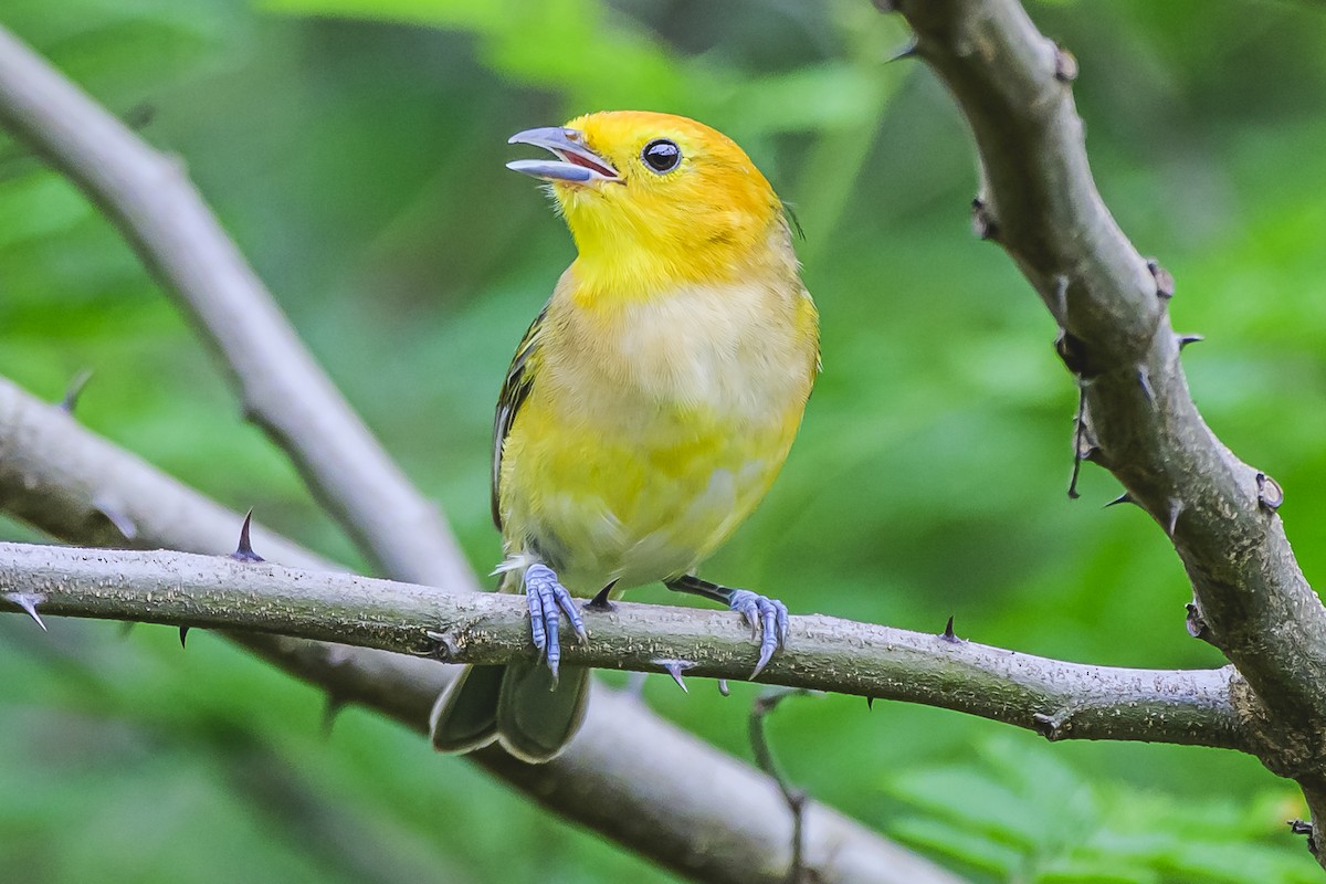 Orange-headed Tanager - ML627294327