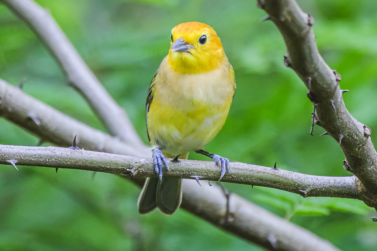 Orange-headed Tanager - ML627294332