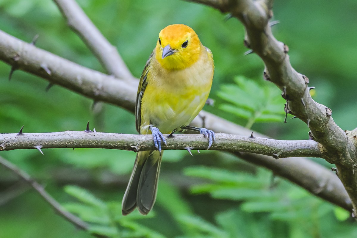 Orange-headed Tanager - ML627294337