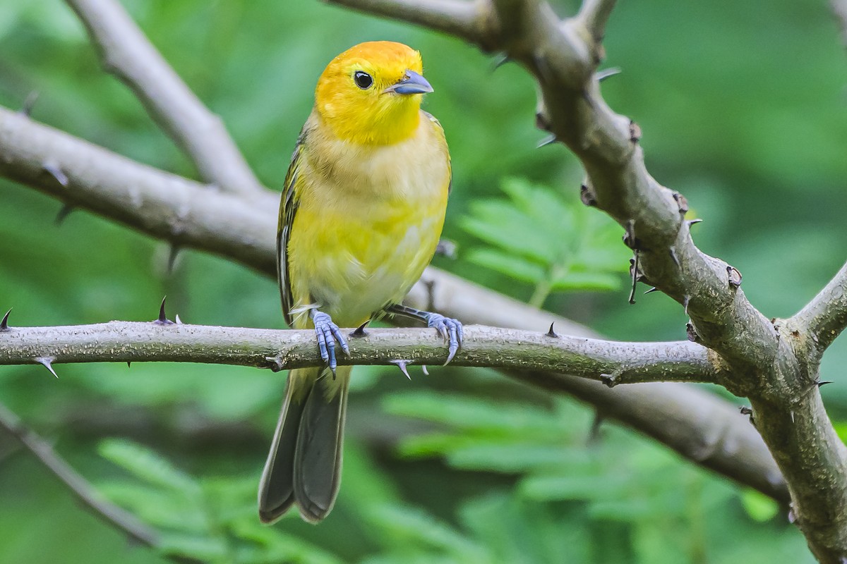 Orange-headed Tanager - ML627294339