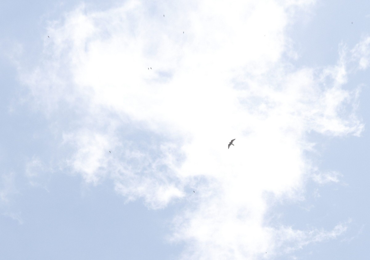 Peregrine Falcon - ML627294370