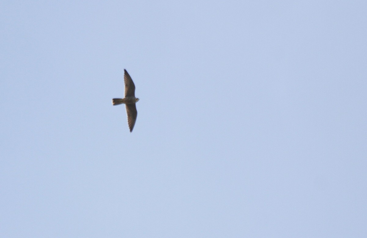 Peregrine Falcon - ML627294371