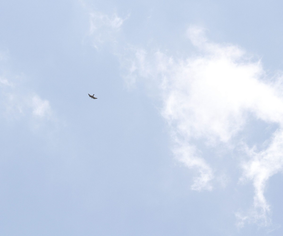 Peregrine Falcon - ML627294372