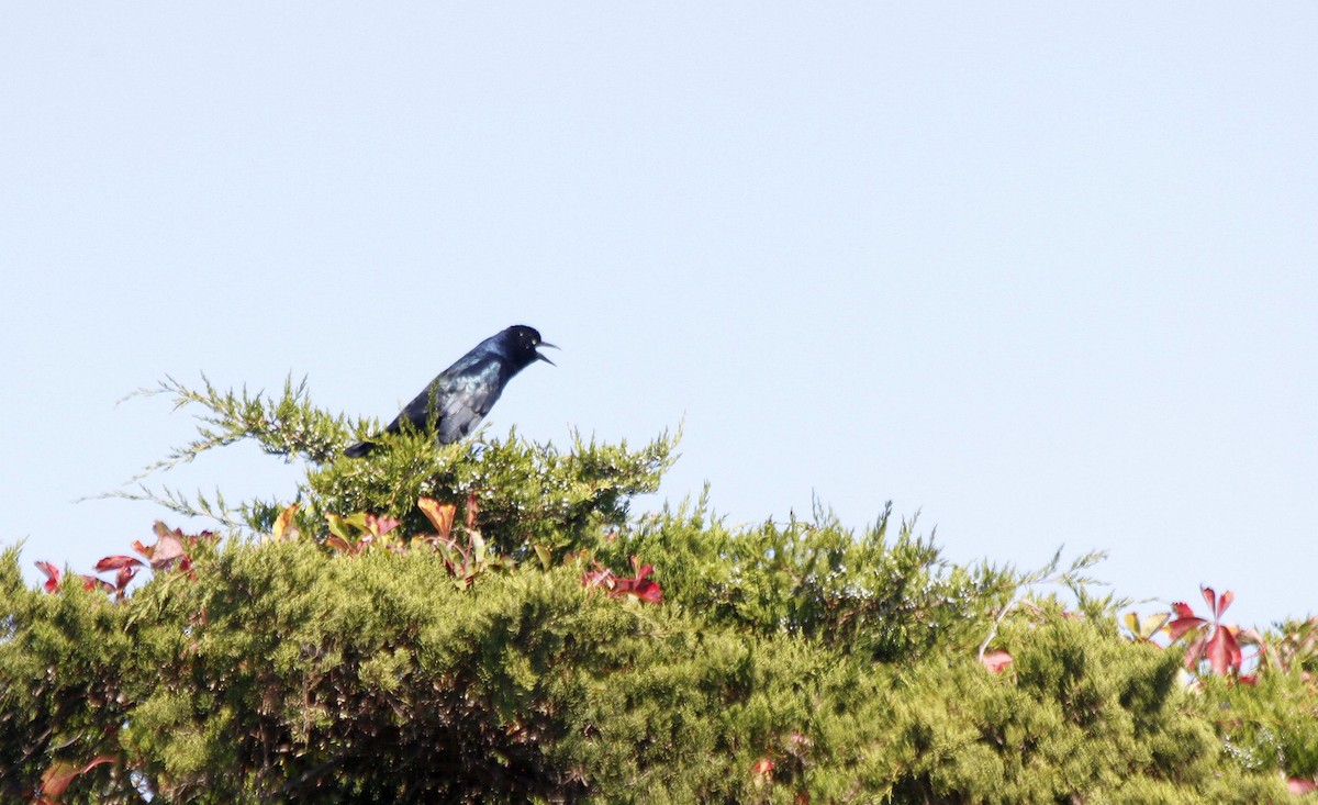 Boat-tailed Grackle - ML627294378