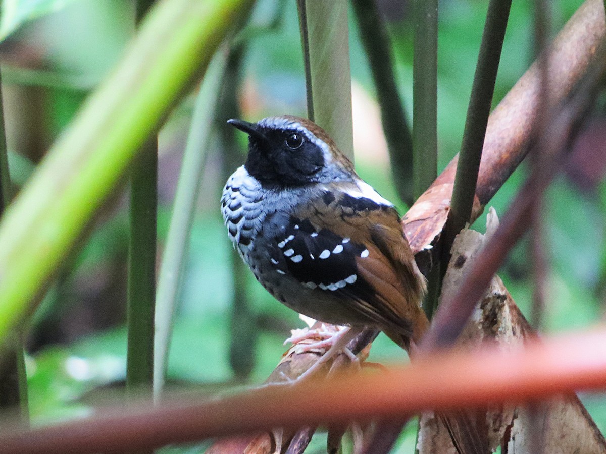 Squamate Antbird - ML627294380