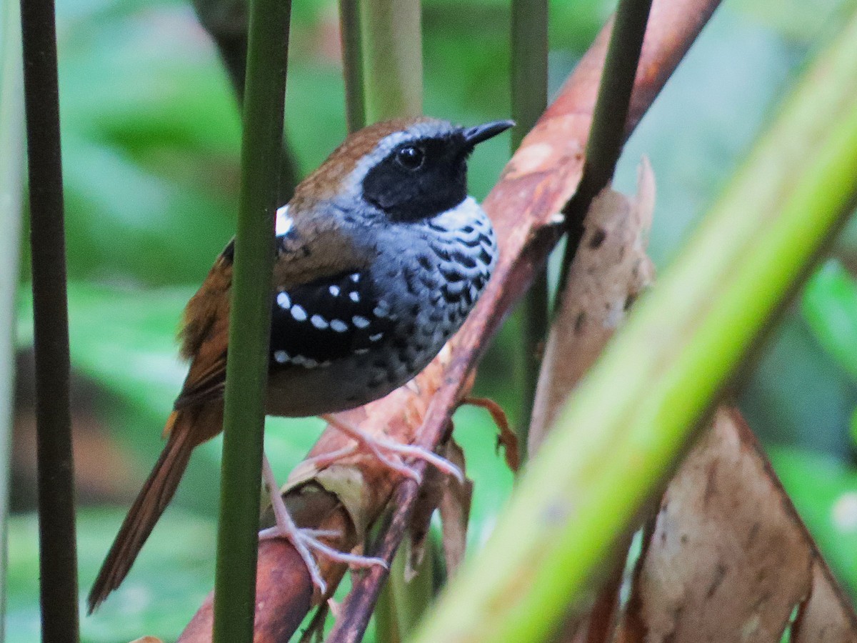 Squamate Antbird - ML627294381