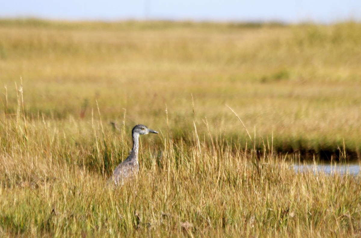 Yellow-crowned Night Heron - ML627294424