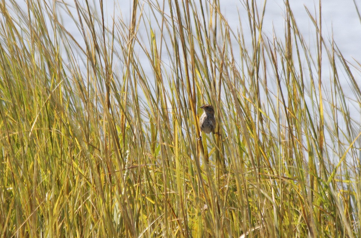 Saltmarsh Sparrow - ML627294512