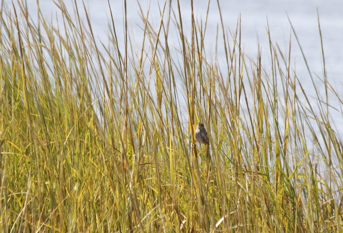 Saltmarsh Sparrow - ML627294513