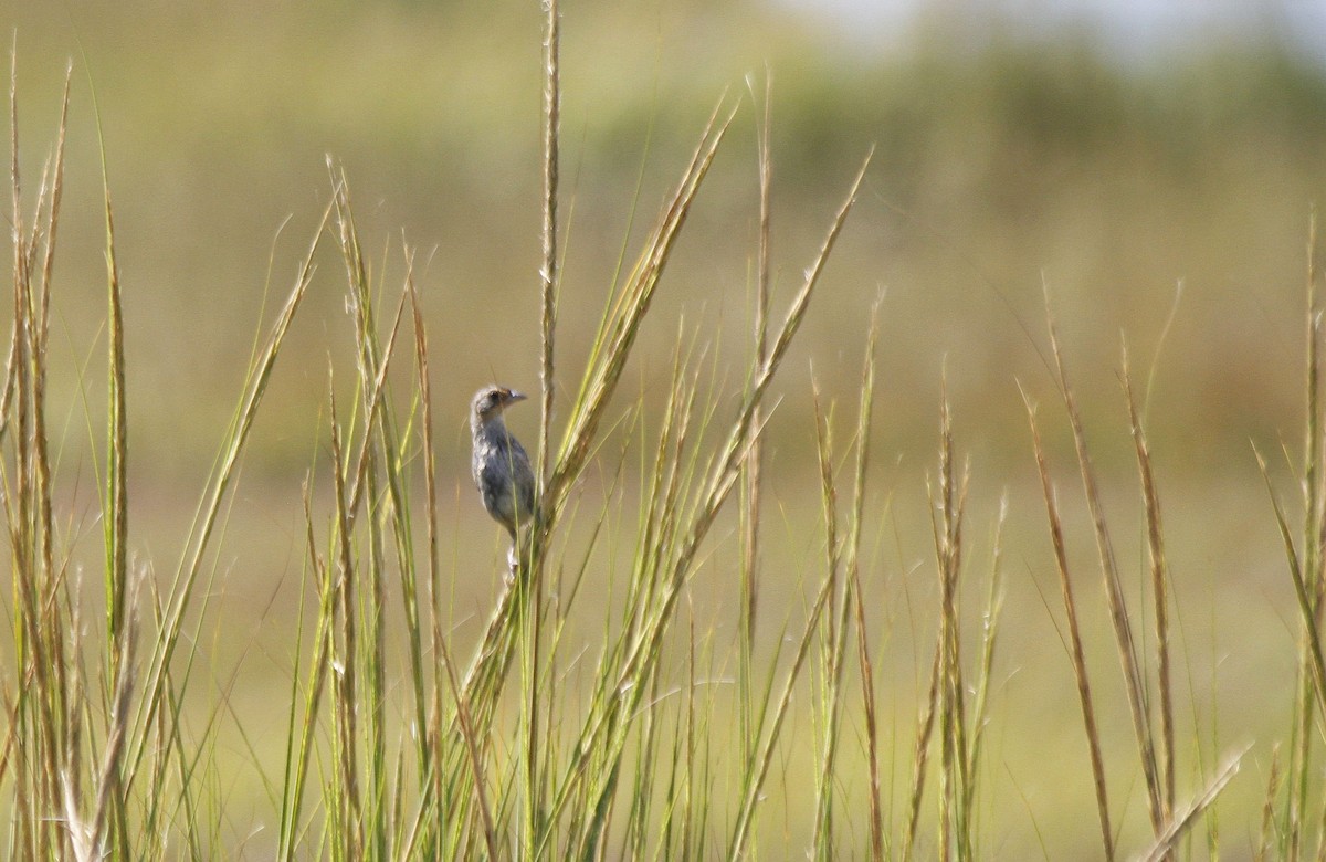 Seaside Sparrow - ML627294571