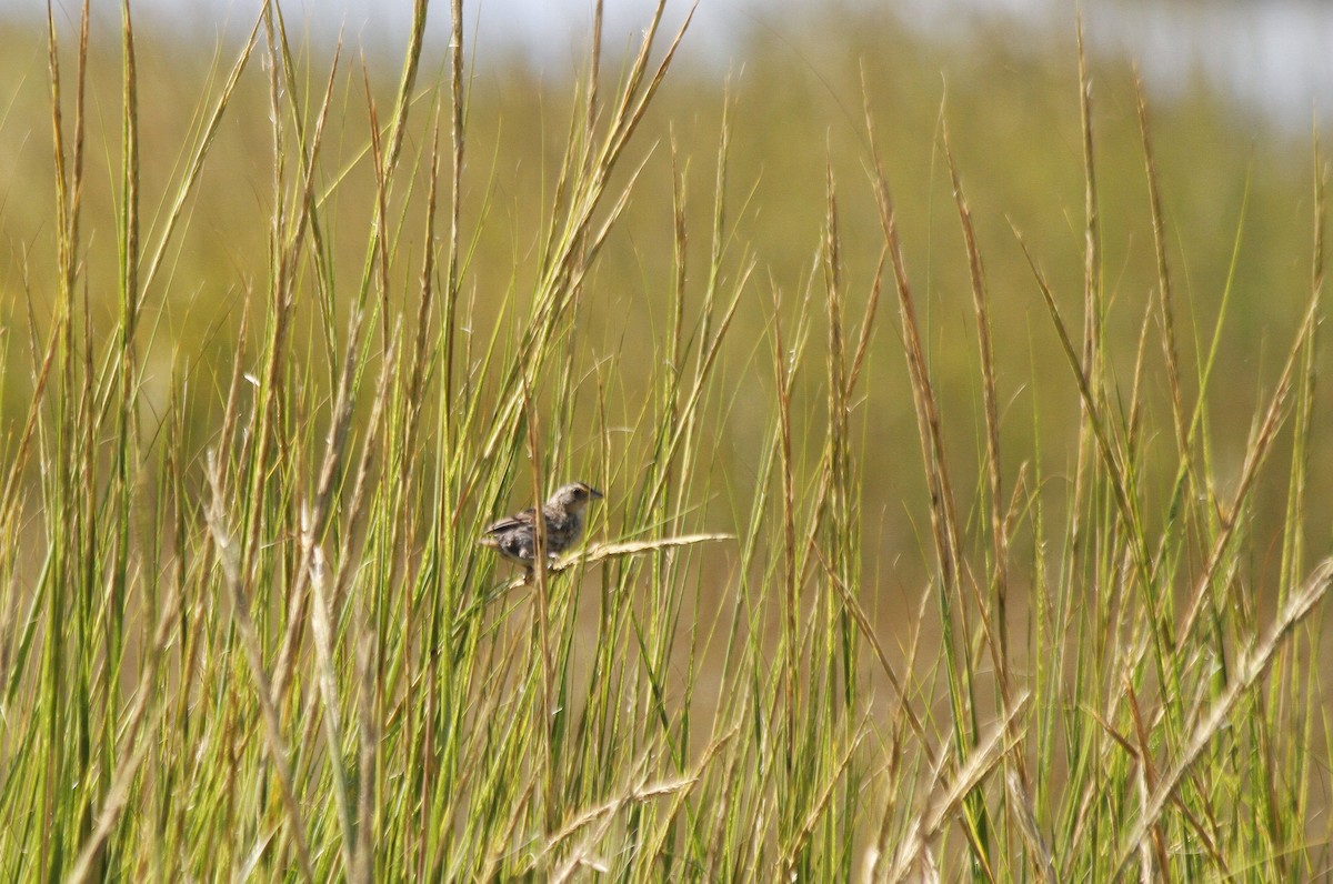 Seaside Sparrow - ML627294572