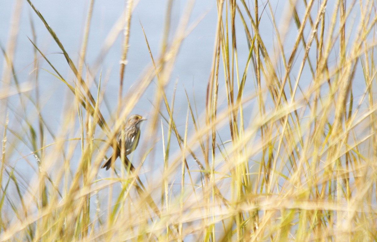 Seaside Sparrow - ML627294597