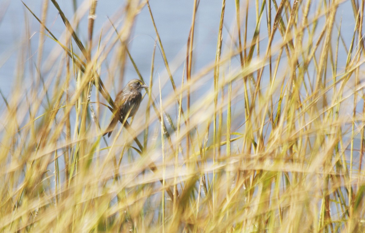 Seaside Sparrow - ML627294598