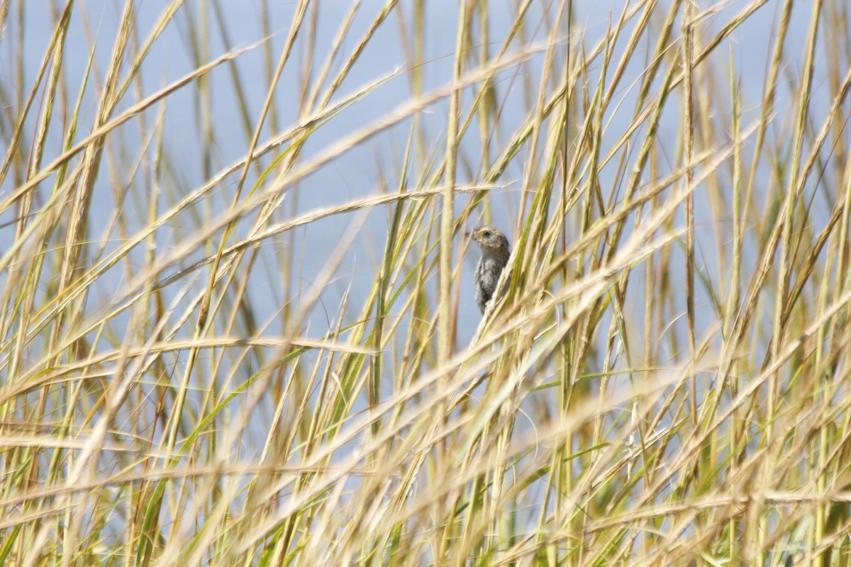 Seaside Sparrow - ML627294600