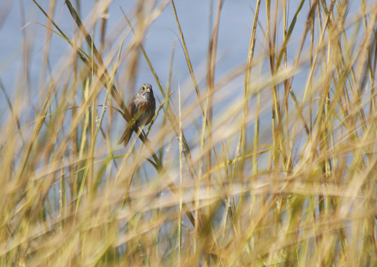 Seaside Sparrow - ML627294610