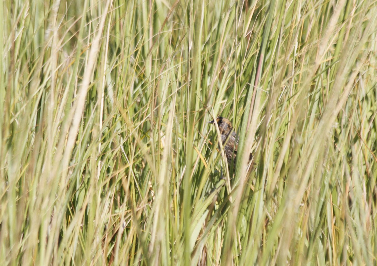 Saltmarsh Sparrow - ML627294632