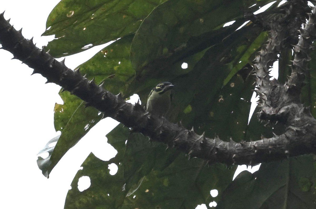 Yellow-rumped Tinkerbird - ML627294655