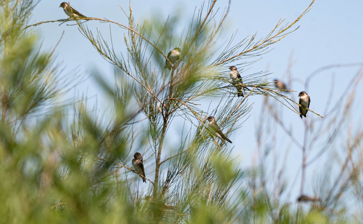 Tree Martin - ML627294667