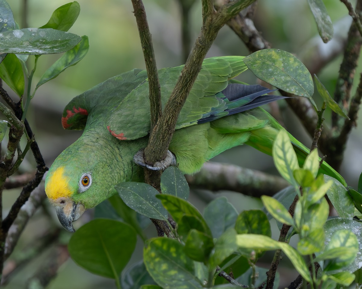 Yellow-crowned Amazon - ML627294669