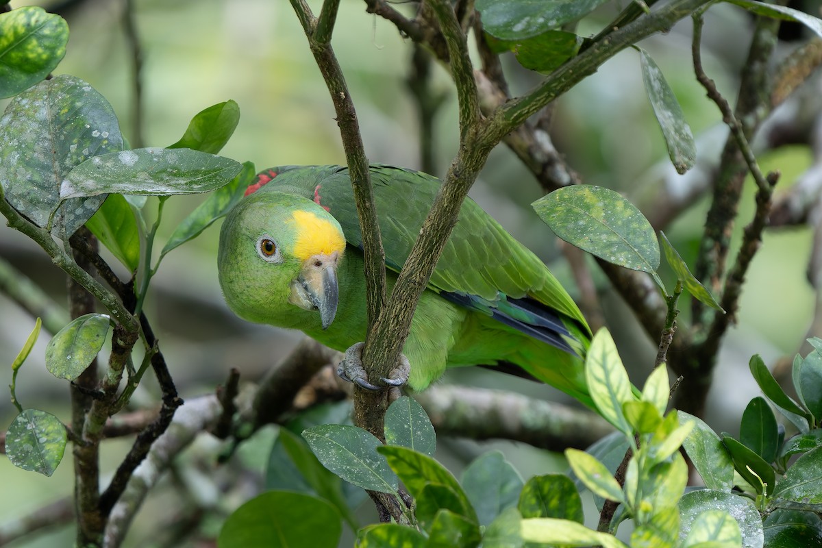 Yellow-crowned Amazon - ML627294670