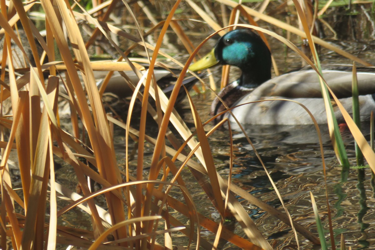 Mallard - ML627294742