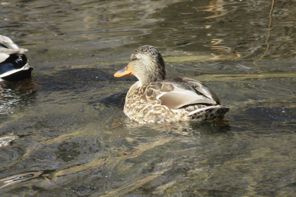 Mallard - ML627294743