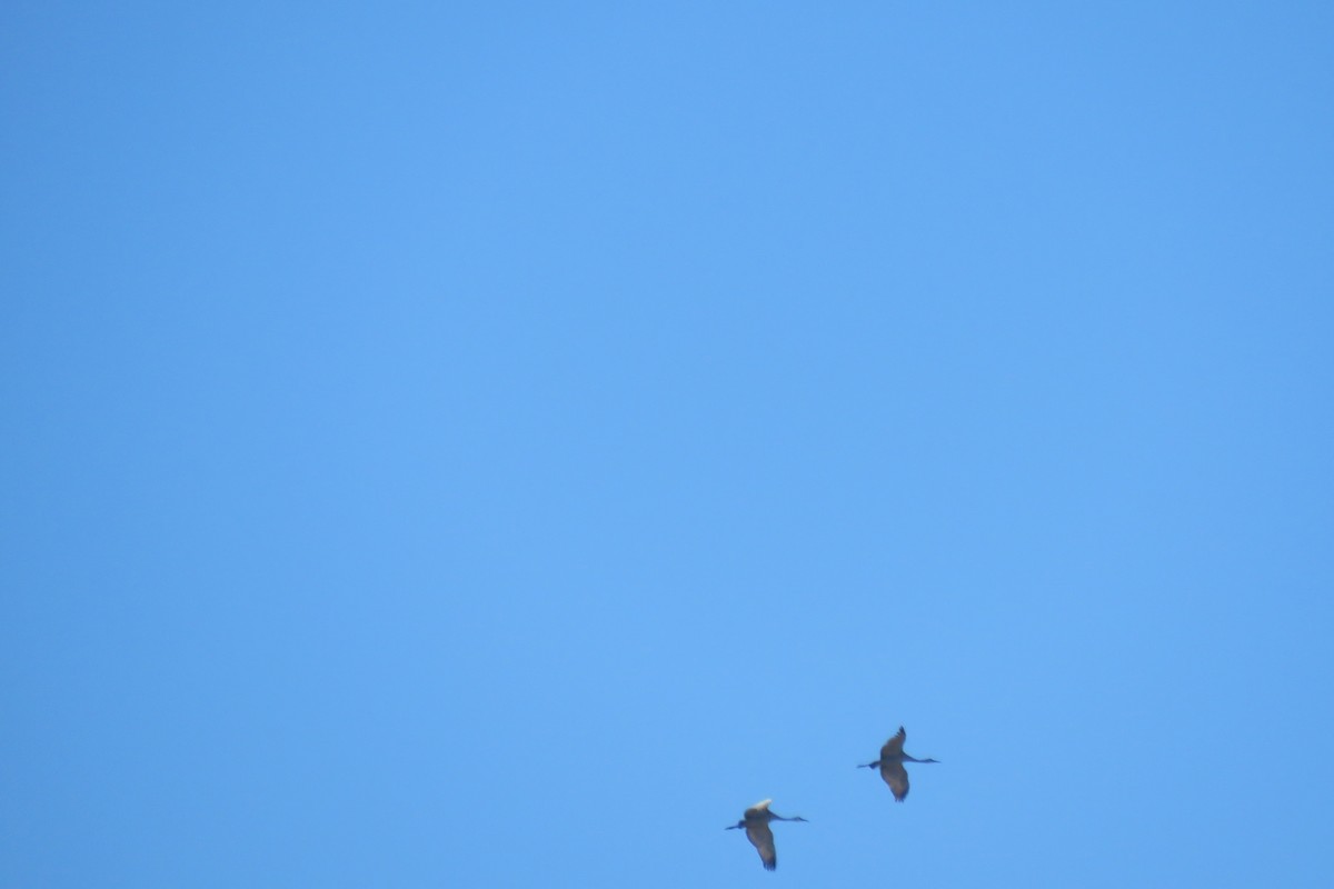 Sandhill Crane - ML627294772