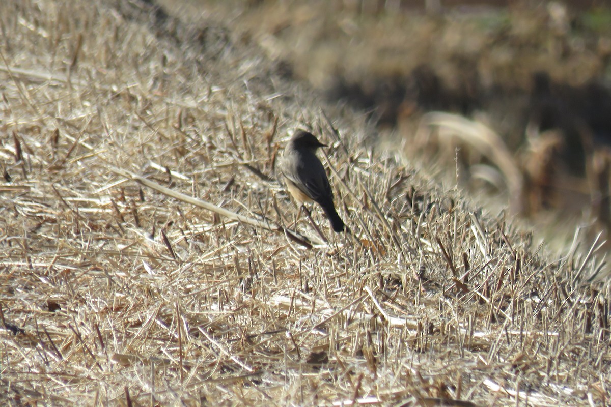 Say's Phoebe - ML627294799