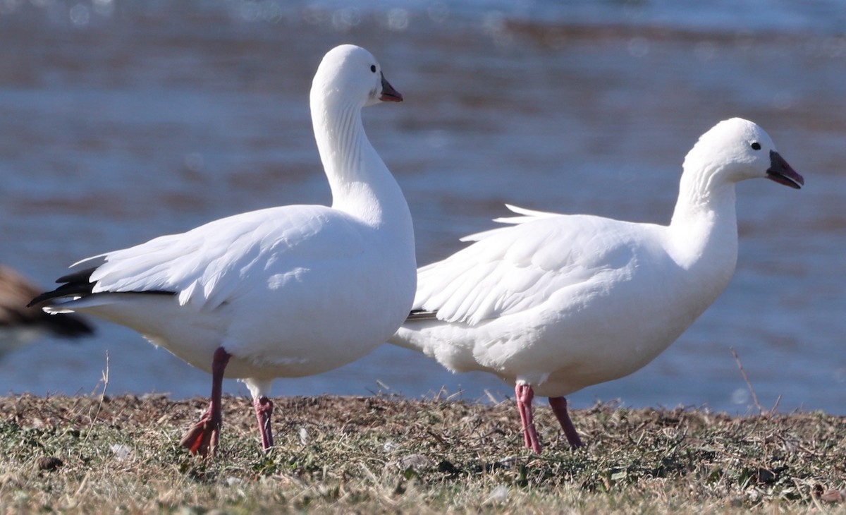 Ross's Goose - ML627294802